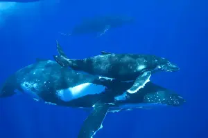 Humpback whale - Mother, calf, and escort (the third whale visible in background). Note remoras hitching a ride under the mother. Vava'u, Tonga, South Pacific