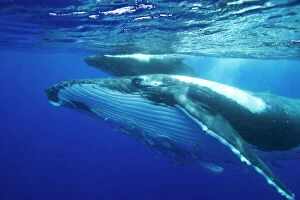 Humpback whale - Mother and calf. Note the throat pleats of the mother, and the numerous remoras hitching a ride
