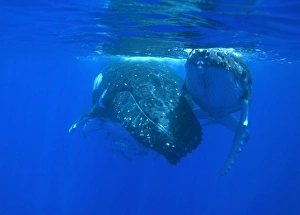 Humpback whale - Adult swimming at the surface