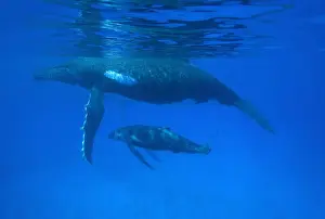 Humpback whale - mother and calf Vava'u, Tonga, South Pacific