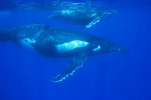 Humpback whale - mother and calf. Vava'u, Tonga, South Pacific