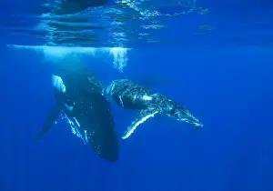 Cetaceans Prints: Humpback whale - mother and calf A third whale is visible in the background; it is an escort