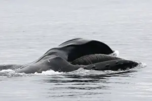 Krill Prints: Humpback whale - Mouth open with lateral lunge - Surface feeding -Expandable throat grooves