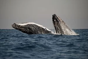 Breaching Gallery: Humpback Whale pair breaching