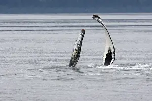 Barnacle Prints: Humpback whale - pec-slap - lying on its side or back the whale is hitting the surface with one or both flippers