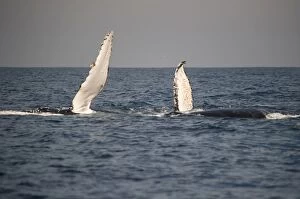 Fins Gallery: Humpback Whale pectoral fin