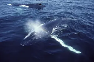 Humpback whale - Resting ('Logging'). Stellwagen Bank Marine Sanctuary, Gulf of Maine, Atlantic Ocean