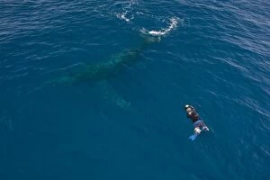 Humpback Whale - snorkeler with swimming with whale