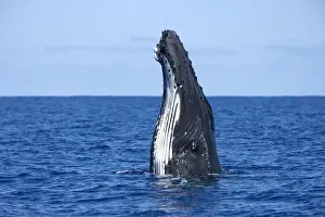 Whale Prints: Humpback whale - Spyhopping Vava'u, Tonga, South Pacific