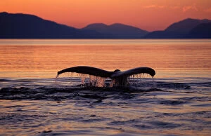 Tail Collection: Humpback whale - at sunset Southeast Alaska