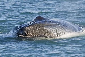 Images Dated 14th August 2012: Humpback Whale - surface feeding
