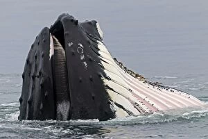 Humpback Whale - surface feeding - mouth open with