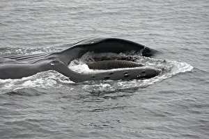 Humpback Whale - Surface feeding - Mouth open with lateral lunge - Expandable throat grooves - inside Passage - Alaska