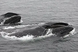 Humpback Whale - Surface feeding - Mouth open with lateral lunge - Expandable throat grooves - inside Passage - Alaska