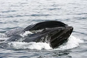 Humpback Whale - Surface feeding - Mouth open with lateral lunge - Expandable throat grooves - inside Passage - Alaska