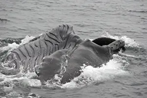 Humpback Whale - Surface feeding - Mouth open with lateral lunge - Expandable throat grooves - inside Passage - Alaska