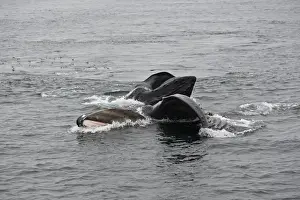 Humpback Whale - Surface feeding - Mouth open with lateral lunge - Expandable throat grooves - inside Passage - Alaska