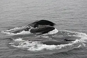 Humpback Whale - Surface feeding - Mouth open with lateral lunge - Expandable throat grooves - inside Passage - Alaska
