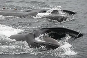 Humpback Whale - Surface feeding - Mouth open with lateral lunge - Expandable throat grooves - inside Passage - Alaska