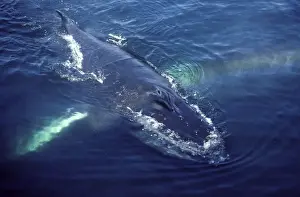 Humpback whale surfacing near a whale watching boat Stellwagen Bank Marine Sanctuary, Gulf of Maine, Atlantic Ocean