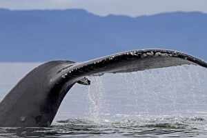 Images Dated 31st July 2010: Humpback Whale - tail