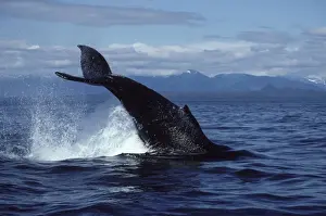 Humpback whale - Tail breach Southeast Alaska CY 747