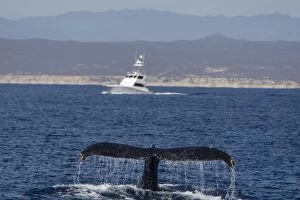 Images Dated 16th February 2009: Humpback Whale - tail fin - Sea of Cortez - Baja California - Mexico