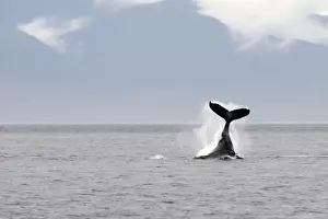 Humpback Whale - tail slapping - Inside Passage - Alaska