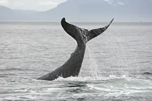 Marine Prints: Humpback Whale - tail slapping - inside Passage - Alaska