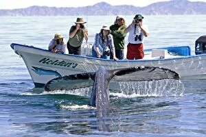 Humpback Whale - with tourist boat