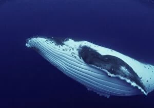 Humpback WHALE - underwater, showing throat & ventral grooves