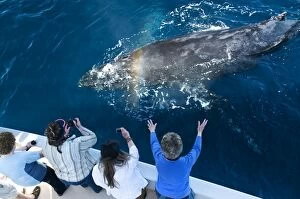 Baleen Gallery: Humpback Whale - with whale watchers watching from boat