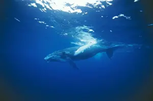 Tonga Prints: Humpback Whale Young, Vava'u, Tonga