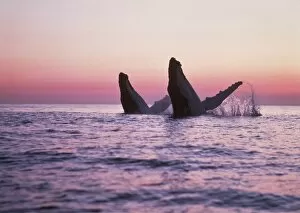 Dusk Collection: HUMPBACK WHALES - Breaching at sunset