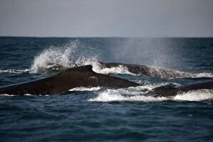 Dorsal Gallery: Humpback Whales on heat run showing dorsal fin