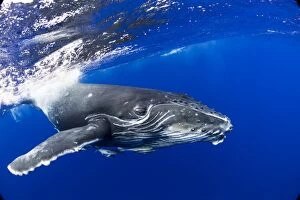 Images Dated 24th September 2012: HUMPBACK WHALES HUMPBACK WHALE, Megaptera novaeangliae