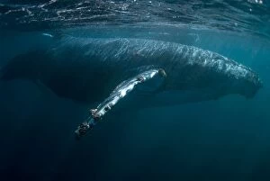 Images Dated 25th June 2010: Humpback Whales pair swimming near the surface