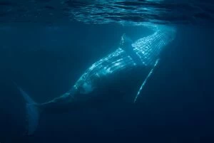 Images Dated 25th June 2010: Humpback Whales swimming near the surface