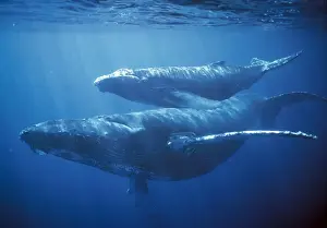 Whale Prints: Humpback Whales - underwater