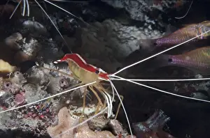 Cleaner Prints: Humpback / White-striped Cleaner Shrimp - lives in groups and has been observed cleaning fish