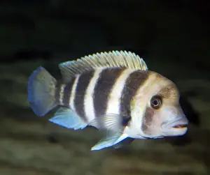 Cichlids Prints: Humphead Cichlid - endemic to Lake Tanganyika