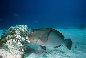 Parrotfishes Prints: Humphead Parrotfish - Also known as: bumphead parrotfish