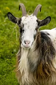 Biome Gallery: Hungarian Billy goat, covered with grass