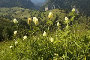Clover Prints: Hungarian Clover ( Trifolium pannonicum) in mountain pasture, Romania