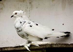 Images Dated 2nd October 2010: Hungarian Giant House Pigeon