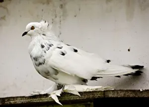 East Europe Prints: Hungarian Giant House Pigeon in the Hortobagy National Park, east Hungary