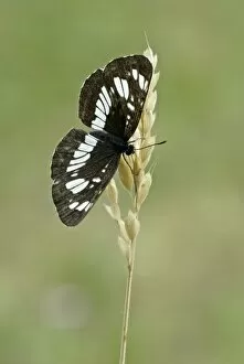Hungarian glider - Upperside, resting on seed head