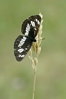 Hungary Prints: Hungarian glider Upperside, resting on seed head Aggtelek National Park Hungary