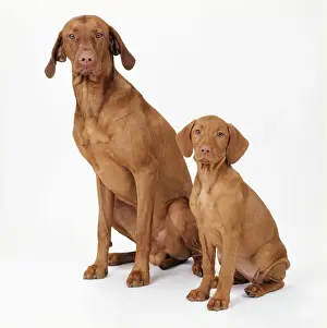 Vizsla Prints: Hungarian Vizsla Dog