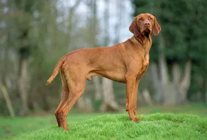 Russet gold vizsla hot sale